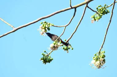 Brahminy Starlingorbrahminy Myna Beyaz İpek Pamuk Ağacı 'nda oturuyor. Bu kuş Beyaz İpek Pamuk Ağacı 'nın çiçeğinin nektarını emiyor. Sturnia pagodarum. Starling ailesinin bir üyesi..