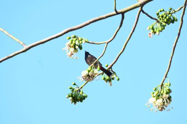 Brahminy Starlingorbrahminy Myna Beyaz İpek Pamuk Ağacı 'nda oturuyor. Bu kuş Beyaz İpek Pamuk Ağacı 'nın çiçeğinin nektarını emiyor. Sturnia pagodarum. Starling ailesinin bir üyesi..