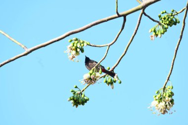 Brahminy Starlingorbrahminy Myna Beyaz İpek Pamuk Ağacı 'nda oturuyor. Bu kuş Beyaz İpek Pamuk Ağacı 'nın çiçeğinin nektarını emiyor. Sturnia pagodarum. Starling ailesinin bir üyesi..