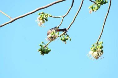Brahminy Starlingorbrahminy Myna Beyaz İpek Pamuk Ağacı 'nda oturuyor. Bu kuş Beyaz İpek Pamuk Ağacı 'nın çiçeğinin nektarını emiyor. Sturnia pagodarum. Starling ailesinin bir üyesi..
