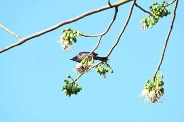 Brahminy Starlingorbrahminy Myna Beyaz İpek Pamuk Ağacı 'nda oturuyor. Bu kuş Beyaz İpek Pamuk Ağacı 'nın çiçeğinin nektarını emiyor. Sturnia pagodarum. Starling ailesinin bir üyesi..