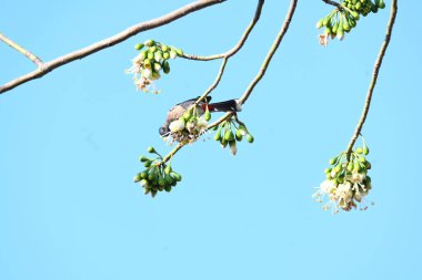 Brahminy Starlingorbrahminy Myna Beyaz İpek Pamuk Ağacı 'nda oturuyor. Bu kuş Beyaz İpek Pamuk Ağacı 'nın çiçeğinin nektarını emiyor. Sturnia pagodarum. Starling ailesinin bir üyesi..