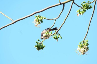 Brahminy Starlingorbrahminy Myna Beyaz İpek Pamuk Ağacı 'nda oturuyor. Bu kuş Beyaz İpek Pamuk Ağacı 'nın çiçeğinin nektarını emiyor. Sturnia pagodarum. Starling ailesinin bir üyesi..
