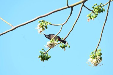 Brahminy Starlingorbrahminy Myna Beyaz İpek Pamuk Ağacı 'nda oturuyor. Bu kuş Beyaz İpek Pamuk Ağacı 'nın çiçeğinin nektarını emiyor. Sturnia pagodarum. Starling ailesinin bir üyesi..