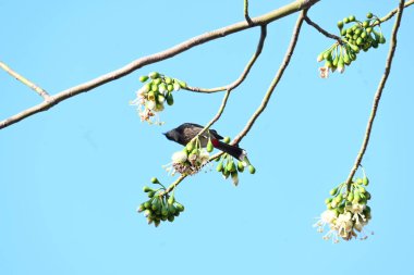 Brahminy Starlingorbrahminy Myna Beyaz İpek Pamuk Ağacı 'nda oturuyor. Bu kuş Beyaz İpek Pamuk Ağacı 'nın çiçeğinin nektarını emiyor. Sturnia pagodarum. Starling ailesinin bir üyesi..