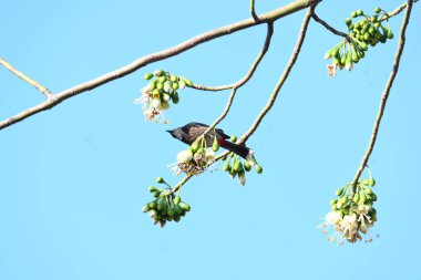 Brahminy Starlingorbrahminy Myna Beyaz İpek Pamuk Ağacı 'nda oturuyor. Bu kuş Beyaz İpek Pamuk Ağacı 'nın çiçeğinin nektarını emiyor. Sturnia pagodarum. Starling ailesinin bir üyesi..