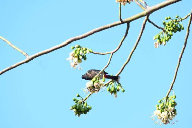 Brahminy Starlingorbrahminy Myna Beyaz İpek Pamuk Ağacı 'nda oturuyor. Bu kuş Beyaz İpek Pamuk Ağacı 'nın çiçeğinin nektarını emiyor. Sturnia pagodarum. Starling ailesinin bir üyesi..