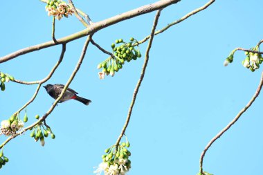 Brahminy Starlingorbrahminy Myna Beyaz İpek Pamuk Ağacı 'nda oturuyor. Bu kuş Beyaz İpek Pamuk Ağacı 'nın çiçeğinin nektarını emiyor. Sturnia pagodarum. Starling ailesinin bir üyesi..