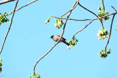 Brahminy Starlingorbrahminy Myna Beyaz İpek Pamuk Ağacı 'nda oturuyor. Bu kuş Beyaz İpek Pamuk Ağacı 'nın çiçeğinin nektarını emiyor. Sturnia pagodarum. Starling ailesinin bir üyesi..