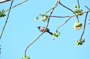 Brahminy Starlingorbrahminy Myna Beyaz İpek Pamuk Ağacı 'nda oturuyor. Bu kuş Beyaz İpek Pamuk Ağacı 'nın çiçeğinin nektarını emiyor. Sturnia pagodarum. Starling ailesinin bir üyesi..