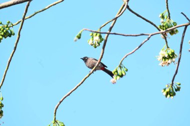 Brahminy Starlingorbrahminy Myna Beyaz İpek Pamuk Ağacı 'nda oturuyor. Bu kuş Beyaz İpek Pamuk Ağacı 'nın çiçeğinin nektarını emiyor. Sturnia pagodarum. Starling ailesinin bir üyesi..