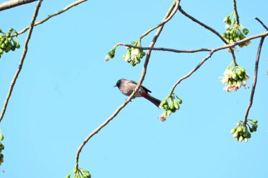 Brahminy Starlingorbrahminy Myna Beyaz İpek Pamuk Ağacı 'nda oturuyor. Bu kuş Beyaz İpek Pamuk Ağacı 'nın çiçeğinin nektarını emiyor. Sturnia pagodarum. Starling ailesinin bir üyesi..