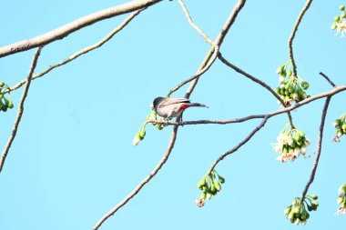 Brahminy Starlingorbrahminy Myna Beyaz İpek Pamuk Ağacı 'nda oturuyor. Bu kuş Beyaz İpek Pamuk Ağacı 'nın çiçeğinin nektarını emiyor. Sturnia pagodarum. Starling ailesinin bir üyesi..