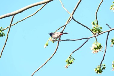 Brahminy Starlingorbrahminy Myna Beyaz İpek Pamuk Ağacı 'nda oturuyor. Bu kuş Beyaz İpek Pamuk Ağacı 'nın çiçeğinin nektarını emiyor. Sturnia pagodarum. Starling ailesinin bir üyesi..