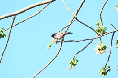 Brahminy Starlingorbrahminy Myna Beyaz İpek Pamuk Ağacı 'nda oturuyor. Bu kuş Beyaz İpek Pamuk Ağacı 'nın çiçeğinin nektarını emiyor. Sturnia pagodarum. Starling ailesinin bir üyesi..
