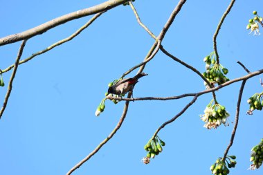 Brahminy Starlingorbrahminy Myna Beyaz İpek Pamuk Ağacı 'nda oturuyor. Bu kuş Beyaz İpek Pamuk Ağacı 'nın çiçeğinin nektarını emiyor. Sturnia pagodarum. Starling ailesinin bir üyesi..