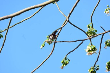 Brahminy Starlingorbrahminy Myna Beyaz İpek Pamuk Ağacı 'nda oturuyor. Bu kuş Beyaz İpek Pamuk Ağacı 'nın çiçeğinin nektarını emiyor. Sturnia pagodarum. Starling ailesinin bir üyesi..