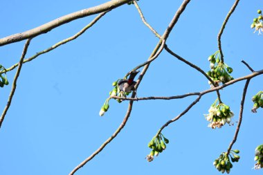 Brahminy Starlingorbrahminy Myna Beyaz İpek Pamuk Ağacı 'nda oturuyor. Bu kuş Beyaz İpek Pamuk Ağacı 'nın çiçeğinin nektarını emiyor. Sturnia pagodarum. Starling ailesinin bir üyesi..