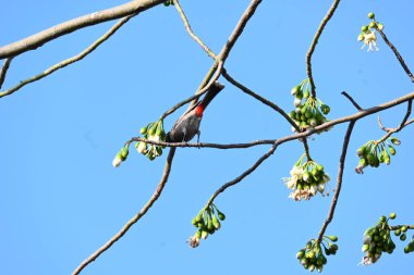 Brahminy Starlingorbrahminy Myna Beyaz İpek Pamuk Ağacı 'nda oturuyor. Bu kuş Beyaz İpek Pamuk Ağacı 'nın çiçeğinin nektarını emiyor. Sturnia pagodarum. Starling ailesinin bir üyesi..