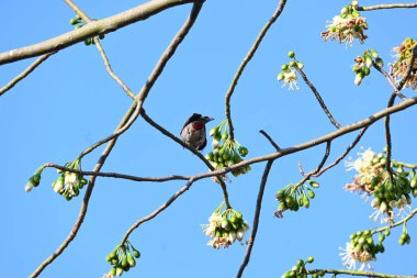 Brahminy Starlingorbrahminy Myna Beyaz İpek Pamuk Ağacı 'nda oturuyor. Bu kuş Beyaz İpek Pamuk Ağacı 'nın çiçeğinin nektarını emiyor. Sturnia pagodarum. Starling ailesinin bir üyesi..