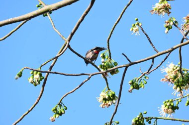Brahminy Starlingorbrahminy Myna Beyaz İpek Pamuk Ağacı 'nda oturuyor. Bu kuş Beyaz İpek Pamuk Ağacı 'nın çiçeğinin nektarını emiyor. Sturnia pagodarum. Starling ailesinin bir üyesi..