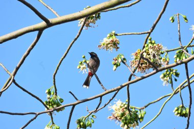 Brahminy Starlingorbrahminy Myna Beyaz İpek Pamuk Ağacı 'nda oturuyor. Bu kuş Beyaz İpek Pamuk Ağacı 'nın çiçeğinin nektarını emiyor. Sturnia pagodarum. Starling ailesinin bir üyesi..