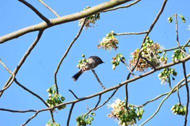 Brahminy Starlingorbrahminy Myna Beyaz İpek Pamuk Ağacı 'nda oturuyor. Bu kuş Beyaz İpek Pamuk Ağacı 'nın çiçeğinin nektarını emiyor. Sturnia pagodarum. Starling ailesinin bir üyesi..