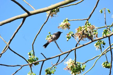 Brahminy Starlingorbrahminy Myna Beyaz İpek Pamuk Ağacı 'nda oturuyor. Bu kuş Beyaz İpek Pamuk Ağacı 'nın çiçeğinin nektarını emiyor. Sturnia pagodarum. Starling ailesinin bir üyesi..