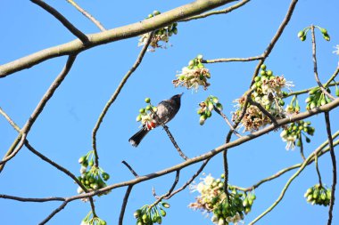 Brahminy Starlingorbrahminy Myna Beyaz İpek Pamuk Ağacı 'nda oturuyor. Bu kuş Beyaz İpek Pamuk Ağacı 'nın çiçeğinin nektarını emiyor. Sturnia pagodarum. Starling ailesinin bir üyesi..
