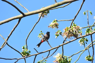 Brahminy Starlingorbrahminy Myna Beyaz İpek Pamuk Ağacı 'nda oturuyor. Bu kuş Beyaz İpek Pamuk Ağacı 'nın çiçeğinin nektarını emiyor. Sturnia pagodarum. Starling ailesinin bir üyesi..
