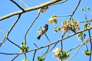 Brahminy Starlingorbrahminy Myna Beyaz İpek Pamuk Ağacı 'nda oturuyor. Bu kuş Beyaz İpek Pamuk Ağacı 'nın çiçeğinin nektarını emiyor. Sturnia pagodarum. Starling ailesinin bir üyesi..