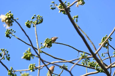 Brahminy Starlingorbrahminy Myna Beyaz İpek Pamuk Ağacı 'nda oturuyor. Bu kuş Beyaz İpek Pamuk Ağacı 'nın çiçeğinin nektarını emiyor. Sturnia pagodarum. Starling ailesinin bir üyesi..