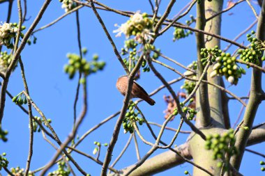 Brahminy Starlingorbrahminy Myna Beyaz İpek Pamuk Ağacı 'nda oturuyor. Bu kuş Beyaz İpek Pamuk Ağacı 'nın çiçeğinin nektarını emiyor. Sturnia pagodarum. Starling ailesinin bir üyesi..