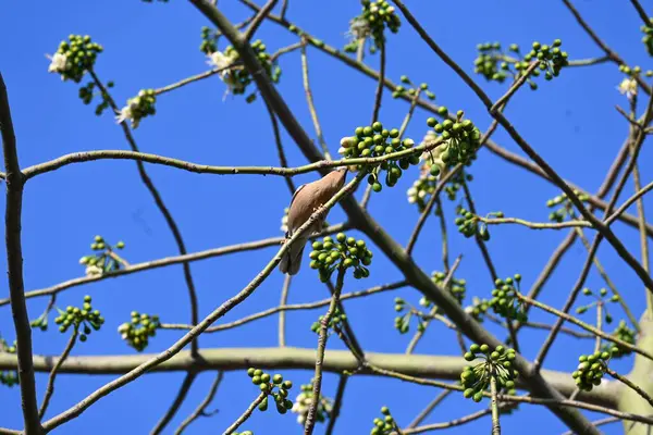 Brahminy Starlingorbrahminy Myna Beyaz İpek Pamuk Ağacı 'nda oturuyor. Bu kuş Beyaz İpek Pamuk Ağacı 'nın çiçeğinin nektarını emiyor. Sturnia pagodarum. Starling ailesinin bir üyesi..