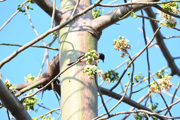 Brahminy Starlingorbrahminy Myna Beyaz İpek Pamuk Ağacı 'nda oturuyor. Bu kuş Beyaz İpek Pamuk Ağacı 'nın çiçeğinin nektarını emiyor. Sturnia pagodarum. Starling ailesinin bir üyesi..