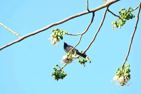 Brahminy Starlingorbrahminy Myna Beyaz İpek Pamuk Ağacı 'nda oturuyor. Bu kuş Beyaz İpek Pamuk Ağacı 'nın çiçeğinin nektarını emiyor. Sturnia pagodarum. Starling ailesinin bir üyesi..