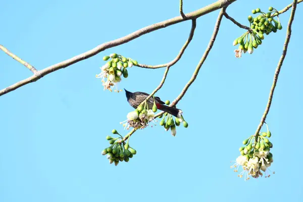 Brahminy Starlingorbrahminy Myna Beyaz İpek Pamuk Ağacı 'nda oturuyor. Bu kuş Beyaz İpek Pamuk Ağacı 'nın çiçeğinin nektarını emiyor. Sturnia pagodarum. Starling ailesinin bir üyesi..