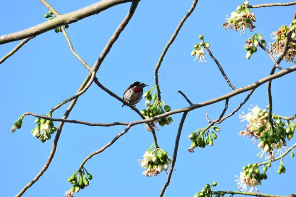 Brahminy Starlingorbrahminy Myna Beyaz İpek Pamuk Ağacı 'nda oturuyor. Bu kuş Beyaz İpek Pamuk Ağacı 'nın çiçeğinin nektarını emiyor. Sturnia pagodarum. Starling ailesinin bir üyesi..