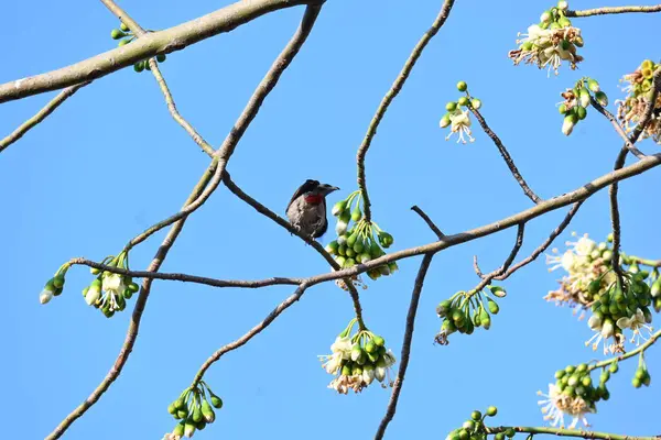 Brahminy Starlingorbrahminy Myna Beyaz İpek Pamuk Ağacı 'nda oturuyor. Bu kuş Beyaz İpek Pamuk Ağacı 'nın çiçeğinin nektarını emiyor. Sturnia pagodarum. Starling ailesinin bir üyesi..