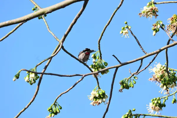Brahminy Starlingorbrahminy Myna Beyaz İpek Pamuk Ağacı 'nda oturuyor. Bu kuş Beyaz İpek Pamuk Ağacı 'nın çiçeğinin nektarını emiyor. Sturnia pagodarum. Starling ailesinin bir üyesi..