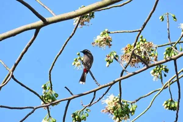 Brahminy Starlingorbrahminy Myna Beyaz İpek Pamuk Ağacı 'nda oturuyor. Bu kuş Beyaz İpek Pamuk Ağacı 'nın çiçeğinin nektarını emiyor. Sturnia pagodarum. Starling ailesinin bir üyesi..