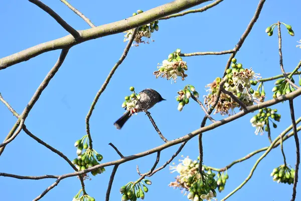 Brahminy Starlingorbrahminy Myna Beyaz İpek Pamuk Ağacı 'nda oturuyor. Bu kuş Beyaz İpek Pamuk Ağacı 'nın çiçeğinin nektarını emiyor. Sturnia pagodarum. Starling ailesinin bir üyesi..