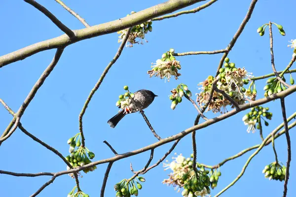 Brahminy Starlingorbrahminy Myna Beyaz İpek Pamuk Ağacı 'nda oturuyor. Bu kuş Beyaz İpek Pamuk Ağacı 'nın çiçeğinin nektarını emiyor. Sturnia pagodarum. Starling ailesinin bir üyesi..