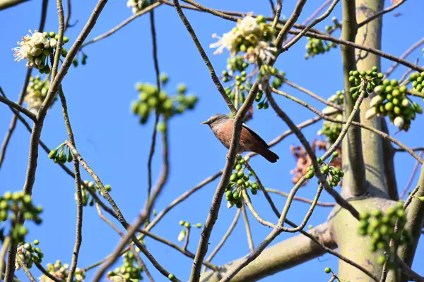 Brahminy Starlingorbrahminy Myna Beyaz İpek Pamuk Ağacı 'nda oturuyor. Bu kuş Beyaz İpek Pamuk Ağacı 'nın çiçeğinin nektarını emiyor. Sturnia pagodarum. Starling ailesinin bir üyesi..