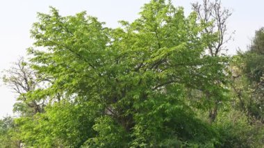 Alangium salvifolium ya da adaçayı alangium ağacından ayrılmıştır. Cornaceaefamily 'de çiçek açan bir bitkidir. Ormandaki ağaç. Doğa arkaplanı. 