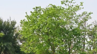 Alangium salvifolium ya da adaçayı alangium ağacından ayrılmıştır. Cornaceaefamily 'de çiçek açan bir bitkidir. Ormandaki ağaç. Doğa arkaplanı. 