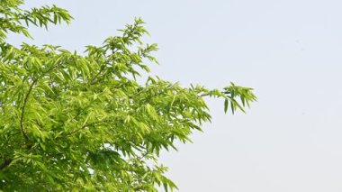 Alangium salvifolium ya da adaçayı alangium ağacından ayrılmıştır. Cornaceaefamily 'de çiçek açan bir bitkidir. Ormandaki ağaç. Doğa arkaplanı. 