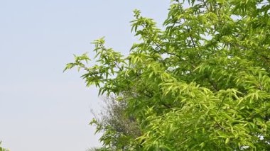 Alangium salvifolium ya da adaçayı alangium ağacından ayrılmıştır. Cornaceaefamily 'de çiçek açan bir bitkidir. Ormandaki ağaç. Doğa arkaplanı. 