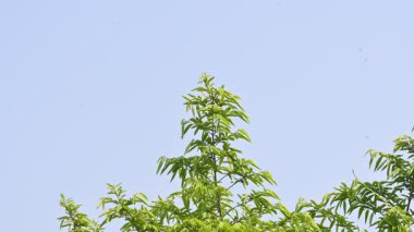 Alangium salvifolium ya da adaçayı alangium ağacından ayrılmıştır. Cornaceaefamily 'de çiçek açan bir bitkidir. Ormandaki ağaç. Doğa arkaplanı. 