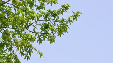 Alangium salvifolium ya da adaçayı alangium ağacından ayrılmıştır. Cornaceaefamily 'de çiçek açan bir bitkidir. Ormandaki ağaç. Doğa arkaplanı. 